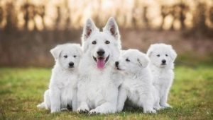 Chiens blancs: caractéristiques de couleur et races populaires