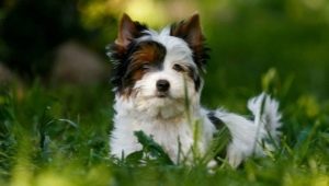 White Yorkshire Terrier: como se parece, como escolher um filhote e cuidar dele?