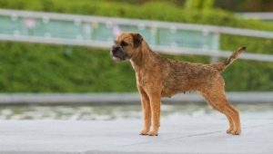 Border Terrier: descrição da raça, educação e manutenção