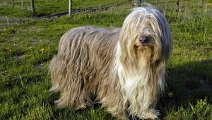Szakállas collie: fajta jellemzők, etetés és gondozás