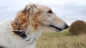 Borzoi kutyák: a karbantartás leírása, típusai és szabályai