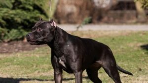 Musta Pitbull: sisällön kuvaus ja vivahteet