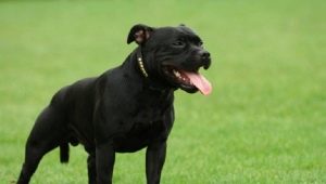 Black Staffordshire Terrier: como procurar e como cuidar dele?