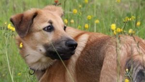 Chinook: leírás, előnyök és hátrányok, temperamentum és gondoskodás