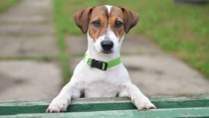 Jack Russell Terrier: description, caractère, normes et contenu de la race