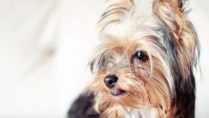 Yorkshire Terriers: padrões de raça, caráter, variedades e conteúdo