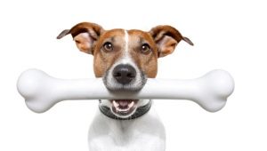 Comment et quoi nourrir le Jack Russell Terrier?