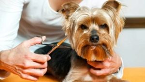 Comment entretenir un Yorkshire terrier?