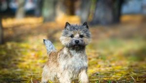 Cairn Terrier: características da raça, o conteúdo e a escolha de apelidos