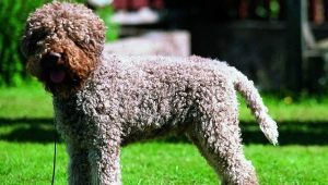 Lagotto Romagnolo: a tenyésztés jellemzői és feltételei