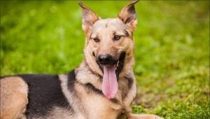 Metis Sheepdogs: jellemzők, típusok és tippek a választás során