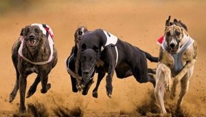 Examen des chiens les plus rapides du monde