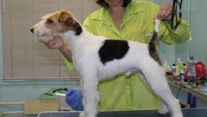 Características do corte de terrier de raposa