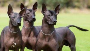 Chiens sans poils du Pérou: une description de la race, les règles de son contenu