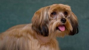 Orchidées de Pétersbourg: caractéristiques de la race de chien, le tempérament et les soins