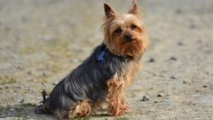 Avantages et inconvénients de la race Yorkshire Terrier