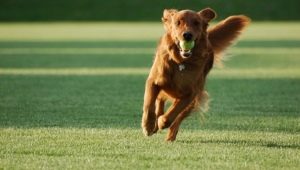 Secrets de l'enseignement de l'équipage de chiens Aport