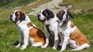 St. Bernard: leírás, karakter és tartalom jellemzői