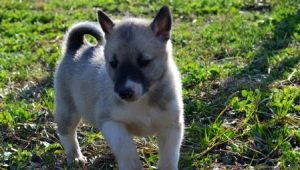 Husky Puppies 1-2 mois: caractéristiques, nourriture, promenades et entraînement