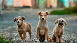 Combien de métis vivent dans la rue et à la maison?