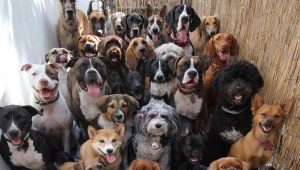 Liste des surnoms de chien pour la lettre D