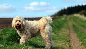 Terrier tibetano: descrição da raça e os segredos de manter cães