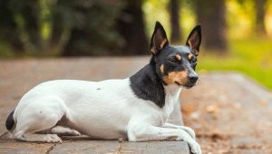 Toy Fox Terrier: descrição e dicas para o cuidado