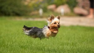 Treinamento de sutilezas Yorkshire terrier