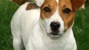 Aparar e Cuidar Jack Russell Terrier