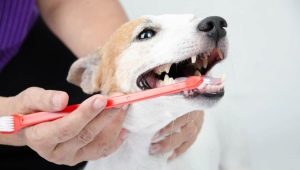 Types et recommandations pour choisir une brosse à dents pour chiens