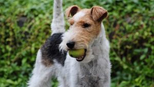 Tudo que você precisa saber sobre o fio Fox Terriers