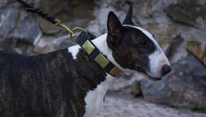 Kaikki noin bullterrierit