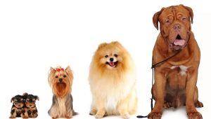 Tout sur la taille des chiens: types et méthodes de mesure