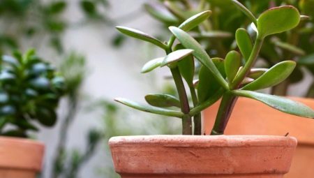 Money Tree: de quoi s'agit-il et comment le planter correctement pour pouvoir rapporter de l'argent?
