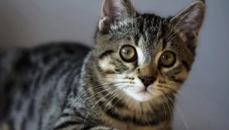 Chat américain à poil long: caractéristiques de la race