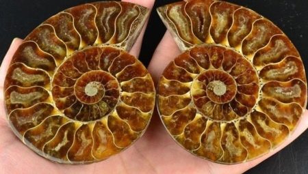 Ammonite: à quoi ça ressemble et quelles propriétés a-t-il?