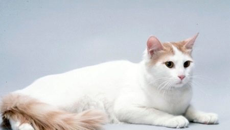 Chats anatoliens: description de la race, caractéristiques du contenu