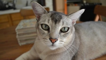 Chat asiatique: description et caractère de la race, son contenu