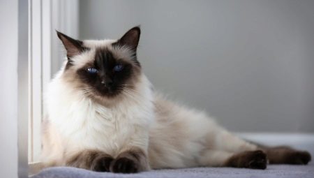 Chat balinais: origine, nature et conditions de détention