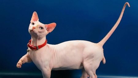 Bambino: une description des chats et des chats, des soins et de l'alimentation