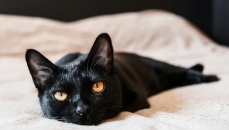 Chats Bombay: caractéristiques, choix, règles de soin