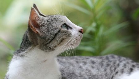 Chat brésilien à poil court: description de la race et caractéristiques du contenu