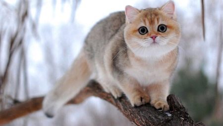 Chinchilla britannique: options de couleur pour les chats, nature et contenu