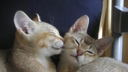 Burmilla: caractéristiques du chat, conditions de détention et élevage