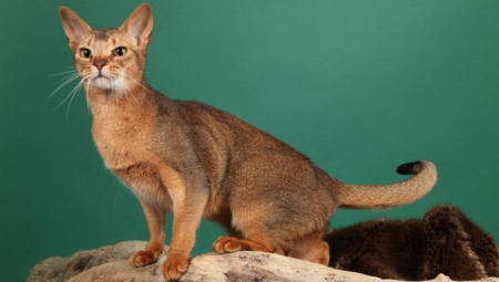 Chats de Ceylan: description de la race et caractéristiques du contenu