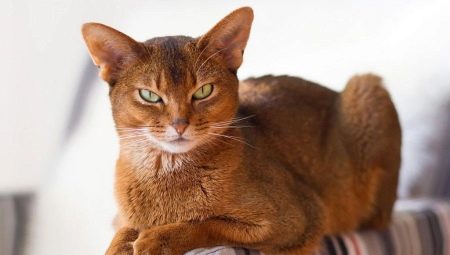 Quoi et comment nourrir les chats abyssins et les chats?