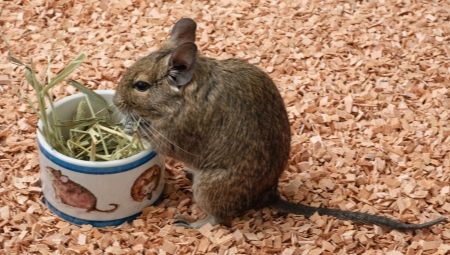 De quoi nourrir degu?