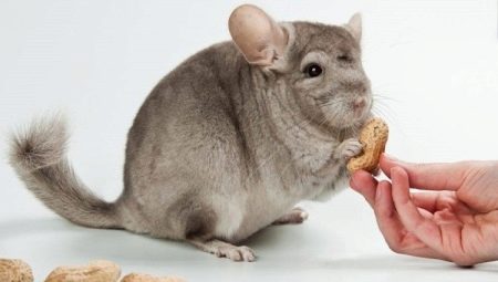 De quoi nourrir les chinchillas?