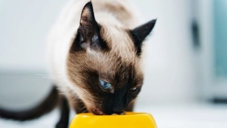 De quoi nourrir les chats siamois?
