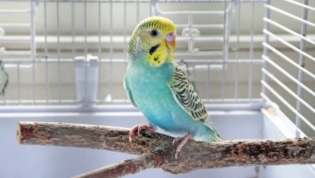 Comment nourrir un perroquet ondulé?